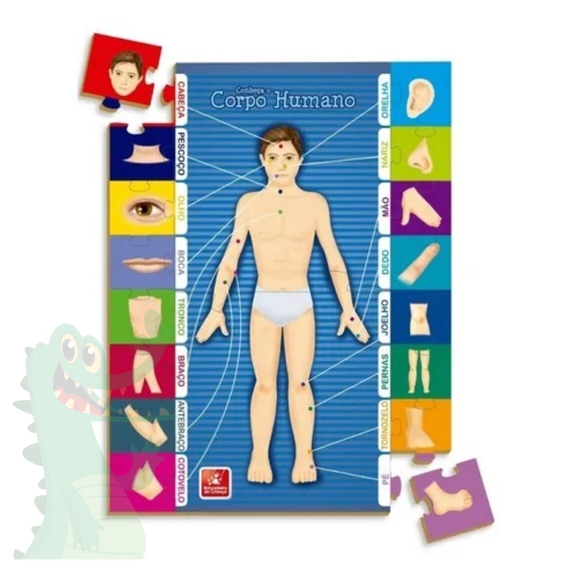Quebra Cabeça Corpo Humano Madeira 28 peças Pedagógico Escolar - Futura  Brinquedos Educativos